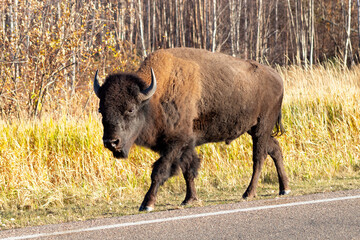 young bison walking down side of road, buffalo in the field