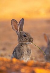 Iberian hare in Castilla La Mancha, Spain.