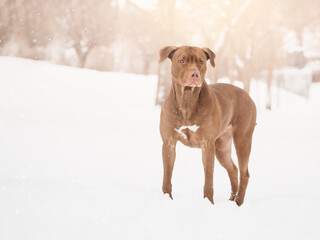 Lovable, pretty puppy of brown color. Close-up, outdoor. Day light. Concept of care, education, obedience training, raising pets