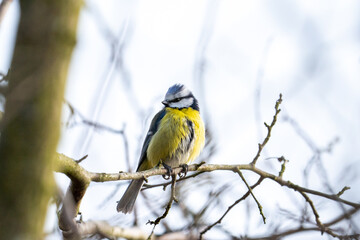 Blue tit little song bird in winter sitting on a branch in the sun after a nice bath to dry his feathers, with a white background