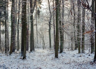 Winter in the forest