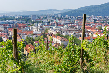 Fototapeta na wymiar Vineyard on Pyramid Hill in Maribor, Slovenia