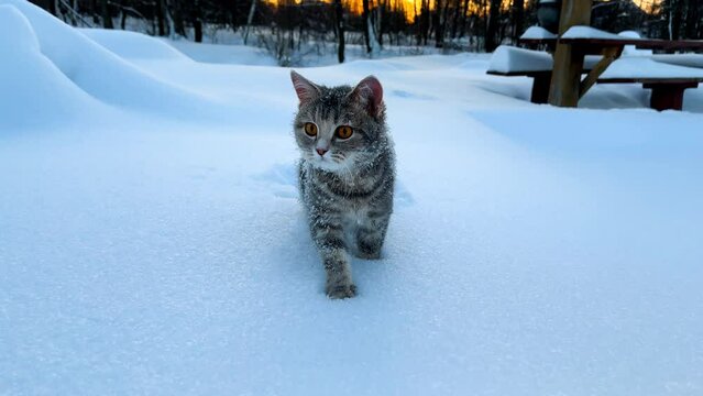 Cat in the snow. Grey striped cat walks in snow in winter in snowdrift. Sunset in background. High quality 4k footage