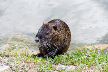American nutria in Ljubljana