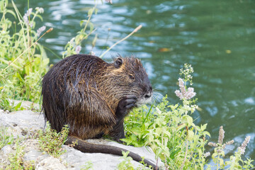 American nutria in Ljubljana