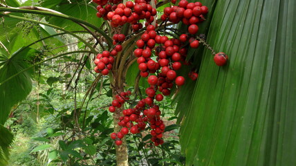 Obraz premium Close up of a ripen seed cluster of ruffled fan palm 