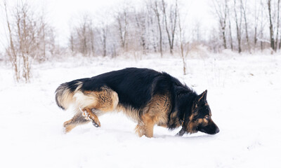 German shepherd longhaired dog posing outside. Show dog in natural park.