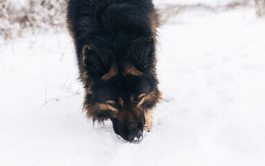 Dog breed German shepherd portrait on nature