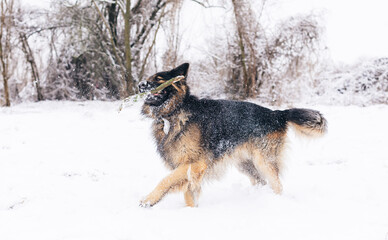 Longhaired German Shepherd playing outdoors. Show dog in the natural park.
