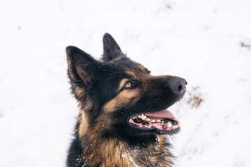 Dog breed German shepherd portrait on nature