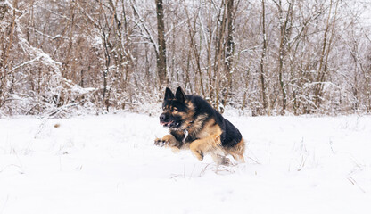 Long-haired German Shepherd attacks a man. Show dog in the natural park.