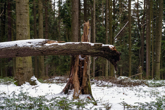force of nature part 1