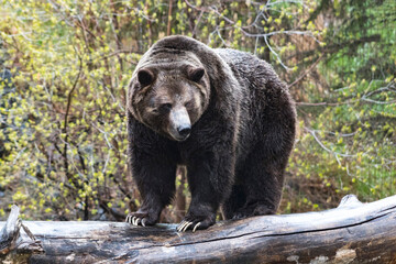 grizzly bear standing on log with large claws facing towards camera looking down