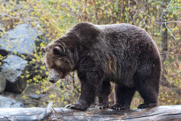 giant grizzly bear walking along on log side profile with trees behind him - obrazy, fototapety, plakaty