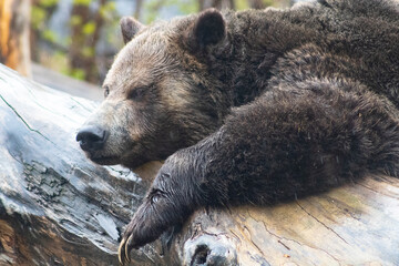 grizzly bear laying across log