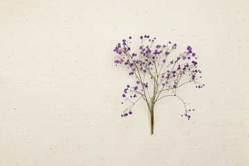 A dry purple flower branch on a white background. Top view, a place to copy
