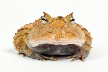 Surinam horned frog // Gemalter Hornfrosch, Schmuckhornfrosch (Ceratophrys cornuta)