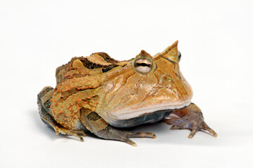 Schmuckhornfrosch, Gemalter Hornfrosch // Surinam horned frog (Ceratophrys cornuta)