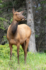 female elk standing in front of trees
