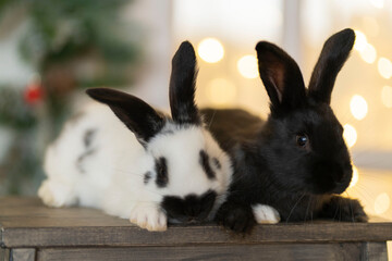 Two black and white rabbits sit in front of a Christmas tree. Copy space