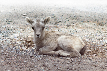 baby bighorn sheep laying on the gravel ground of parking lot 