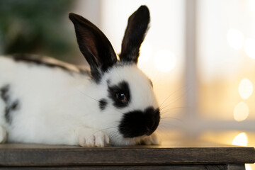 A white rabbit with black ears sits and looks away against the background of a Christmas window