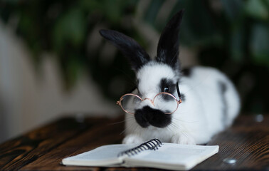 A white rabbit in a black speck with glasses, reading a book. Lies on a wooden surface on a green plant background
