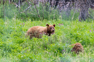 black bear mother and cubs in grass