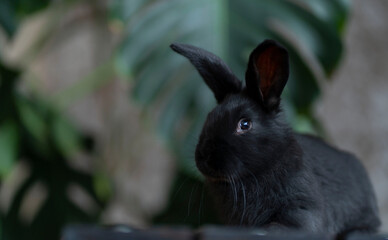 A black rabbit is sitting on the background of a monstera leaf