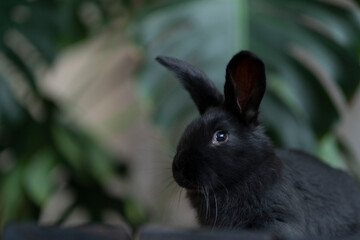 A black rabbit is sitting on the background of a monstera leaf