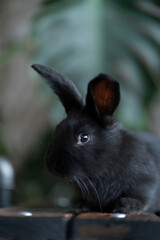 A black rabbit sits against the background of a monstera leaf and looks directly into the camera