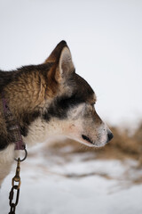 Portrait of dog in profile in winter against background of white snow. Artificially bred breed of mestizo. The northern sled dog breed is Alaskan Husky strong energetic and hardy.