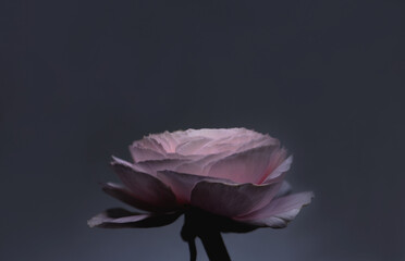 Ranunkel in rose, close up, Hintergrund Lila/blau