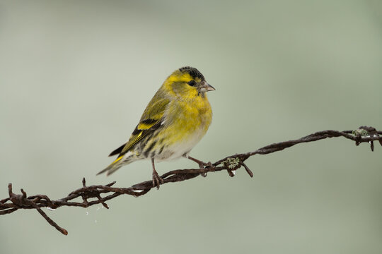 Eurasian siskin sitting on a barbed wire fence