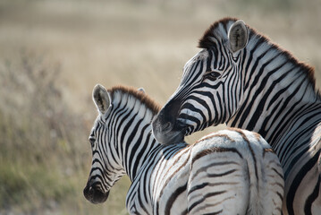 Seitenprofil eines wilden Zebras mit Fohlen in Etoscha, Namibia (dunklere Version)
