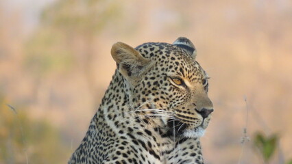 Obraz na płótnie Canvas Disturbed Leopard at Sunset