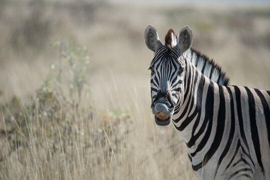 Zebra stallion showing a typical flehmen grimace (landscape format)