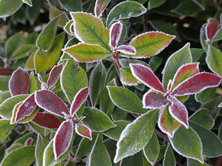 Photinia in inverno 