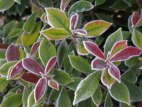 Photinia in inverno, siepe di photinia red robin coperto dalla brina 