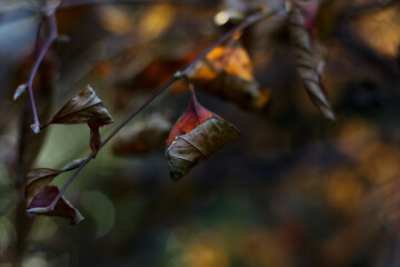 Close-up of withering leaves during autumn. Warm autumn wood mood.