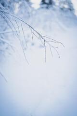 Beautiful snow on the branches. White. Wonderland