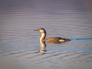 Black-throated Loon  - Gavia arctica
