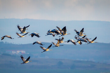 Common crane - Grus grus