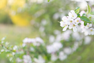 Blurred abstract background with apple flowers in the foreground. Spring concept.