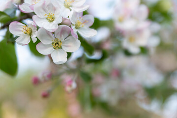 Blurred abstract background with apple flowers in the foreground. Spring concept.