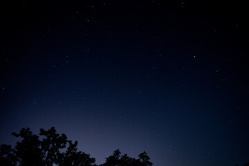 starry sky in the forest
