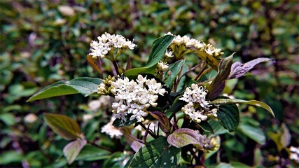 Close-up of a red osier dogwood shrub blooming multiple tiny white flowers on the end of a branch with blurred vegetation in the background.