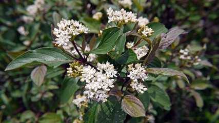 Close-up of a red osier dogwood shrub blooming multiple tiny white flowers on the end of a branch with blurred vegetation in the background.