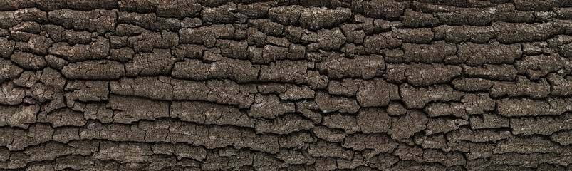 fragment of an old survived tree, tree bark, texture or source