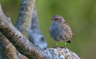 Accenteur mouchet, prunella modularis, Dunnock - 2021 04 23 0726 - Yonne 7604